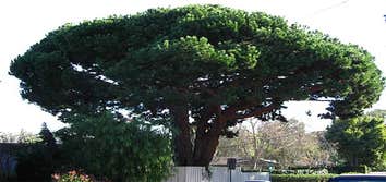 Chris Young cutting down a large sugar gum tree and before and after images