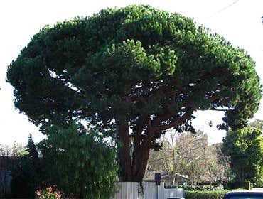 Chris Young cutting down a large sugar gum tree and before and after images
