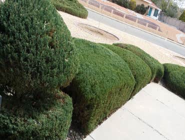 Photo(s) from Moore and Romero's landscaping and handyman services LLC Before and after pictures