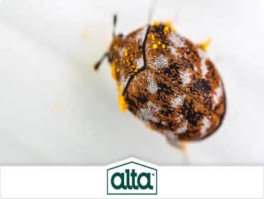 Photos by Alta Pest Control #1