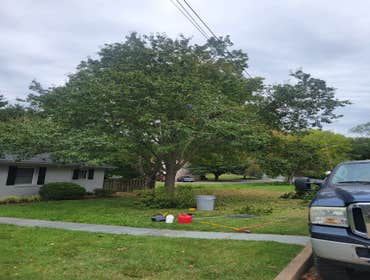 Photos by Hernandez Tree Services #9