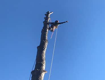 Photos by Carlos Tree Service LLC #19