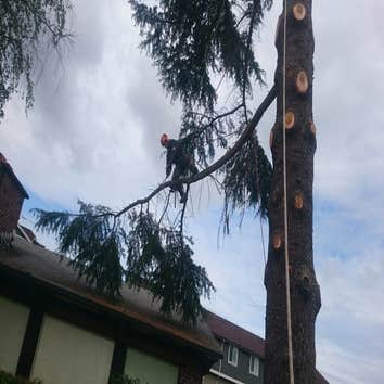 Photo(s) from Pacific Tree Care Solutions Llc