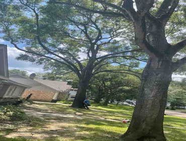 Photos by Contreras Tree Services #4