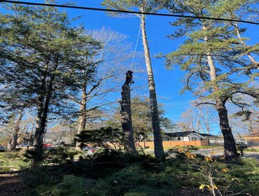 Flores Tree Services General & Landscaping
