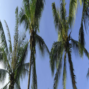 Photos by Tampa Tree Service #1