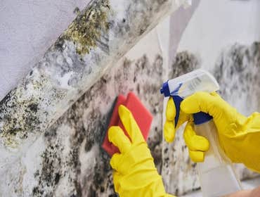 Photos by Mold Remediation Brighton #1
