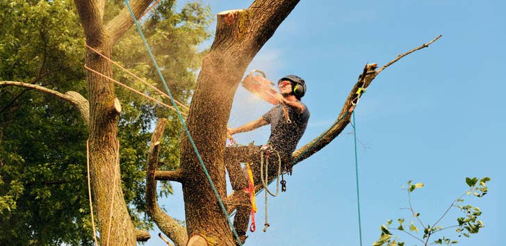 Clearway Tree Services