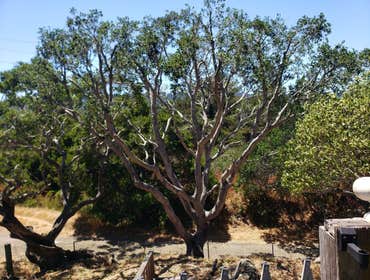 Photos by Moreno Tree Service #1
