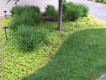 Shady groundcover
