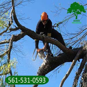 Photos by Acosta Tree Service Inc #22
