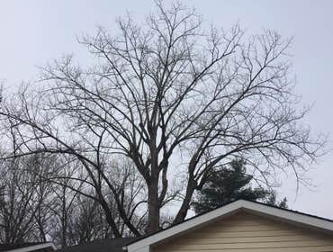 Photos by El Tule Tree Services LLC #4