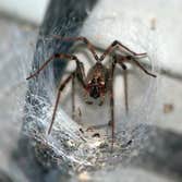 Photos by Ampro Pest Control #1
