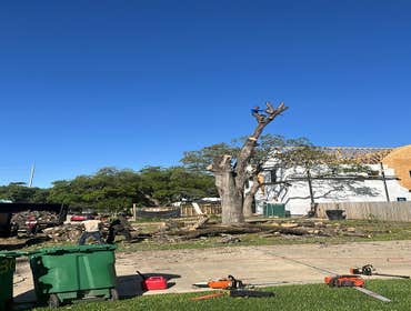 Photos by Contreras Tree Services #34