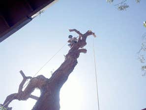 tree removal