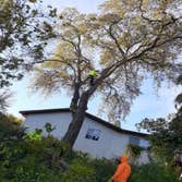 Photos by Chavezm Tree Service #3
