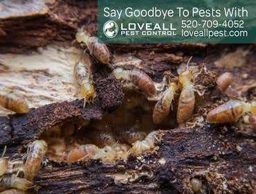 Termite-Pest Control Service