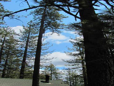 Tree Removals Technical tree removals over houses.