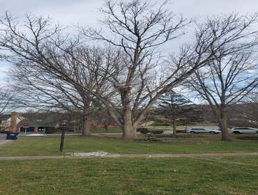 Photos by Hernandez Tree Services #6