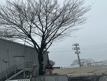 Photos by Kings Tree Service & Landscaping Co #12