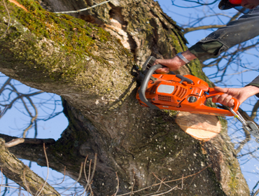 Photos by Bay Area Tree Co #1