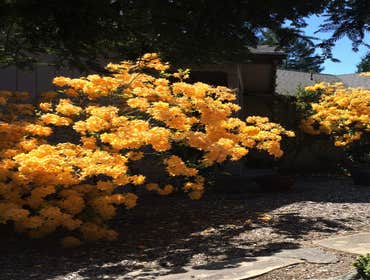 Flowering Shrubs
