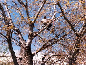 tree prune