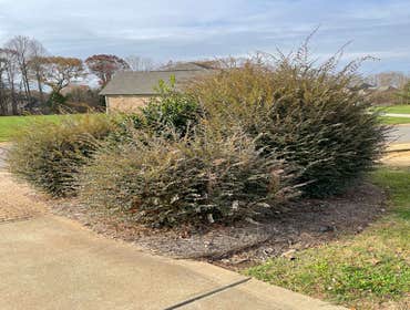 Photos by Golden Rose Landscaping LLC #11