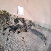 Drain Sevice Roots removed from main sewer line... Quite shocking....