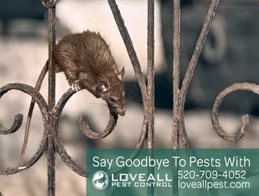 Termite-Pest Control Termite-Pest Control Service
