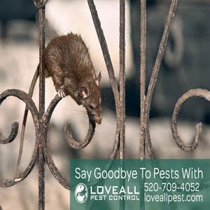 Termite-Pest Control Termite-Pest Control Service