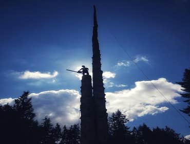 Photos by Elite Tree Care #1