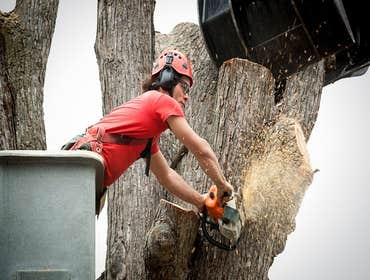 Photos by Chilltown Tree Service #1