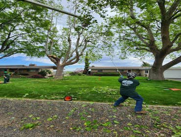 Photos by Artistic Treeworks #1