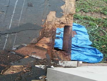 Rotten wood surprises