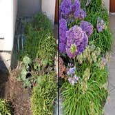 Photos by Tree Theory #1 Deep Root Feeding, and Soil enhancement program
Before and after pics