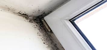 Photos by Mills Mold Inspections #1