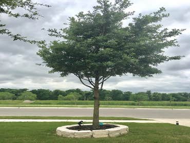 Photos by Atx Blue Star Tree Service #1