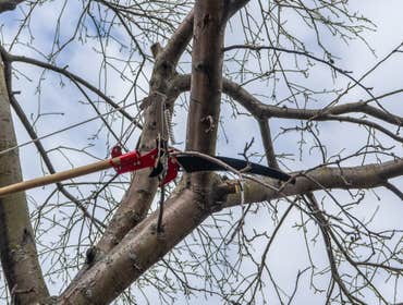 Photos by El Dorado Hills Tree Service #1