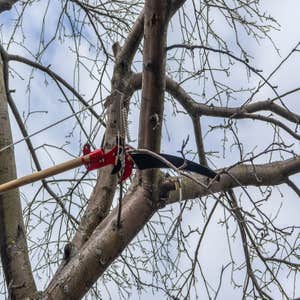 Photos by El Dorado Hills Tree Service #1