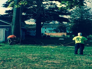 Tree Service South Jersey
