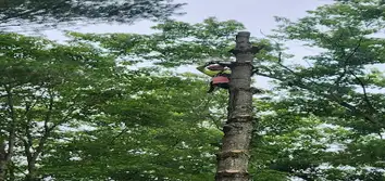 H&e Tree Service & Landscaping