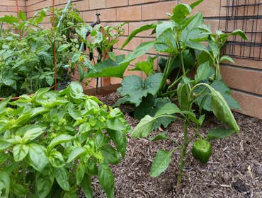 Edible Gardens
