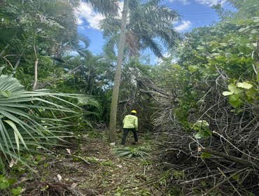 Photos by Arbobella Tree Service #1