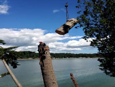 Photo(s) from Pacific Tree Care Solutions Llc