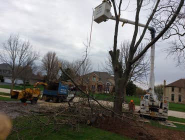 Photos by Alvarez Tree Expert- Tree Service- Tree Removal- (630) 201-8389 #1