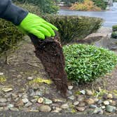 Sewer Cleaning - Root Intrusion in Pipes