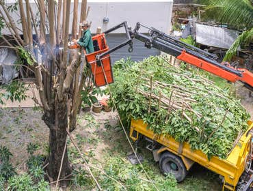 Photos by Rancho Cordova Tree Service #1