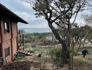 Photos by Tree Service Santos #2