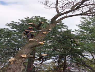 Photos by Alvarez Tree Expert- Tree Service- Tree Removal- (630) 201-8389 #1